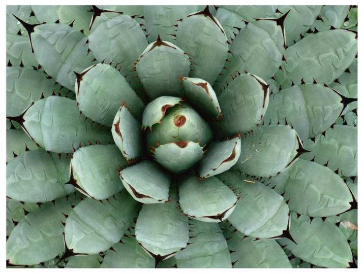 Alubild Agave image LAND