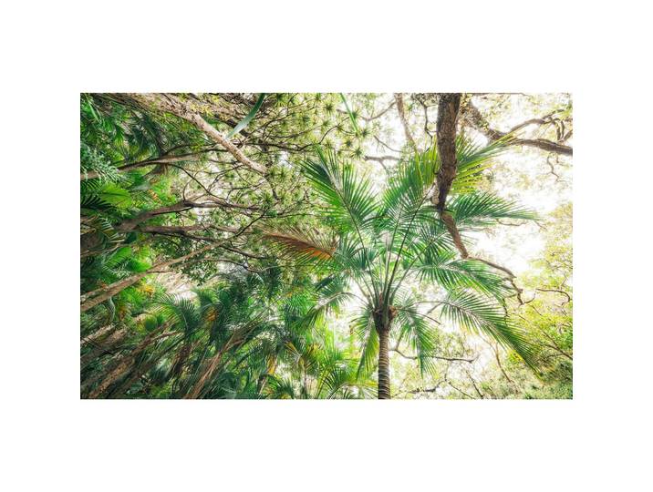 FOTOTAPETE TOUCH THE JUNGLE