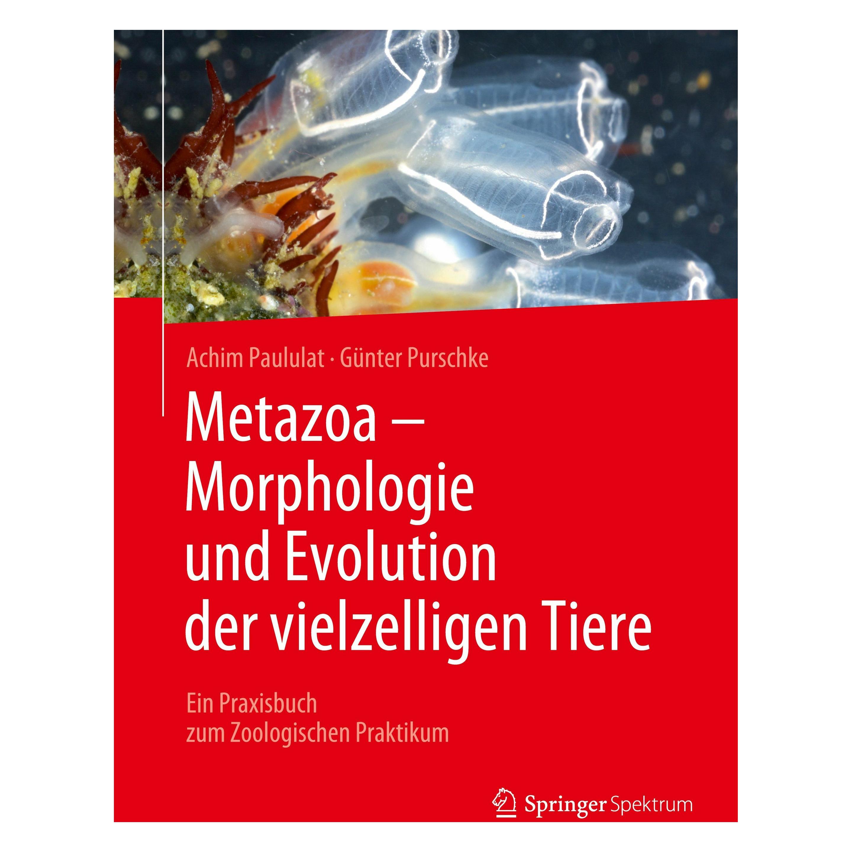 Springer Metazoa - Morphologie und Evolution der vielzelligen Tiere (Deutsch, Softcover, Achim Paululat, Günter Purschke) (41961853)
