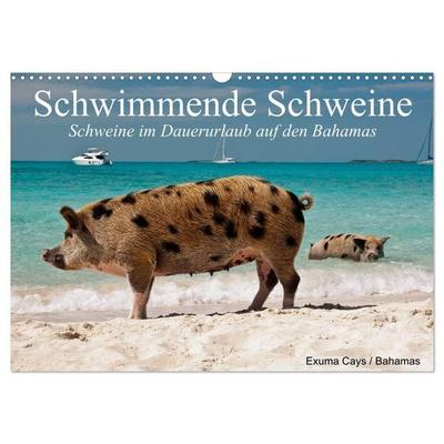 Schwimmende Schweine (Wandkalender 2027 DIN A3 quer), CALVENDO Monatskalender