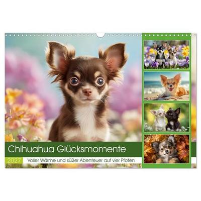 Chihuahua Glücksmomente (Wandkalender 2027 DIN A3 quer), CALVENDO Monatskalender