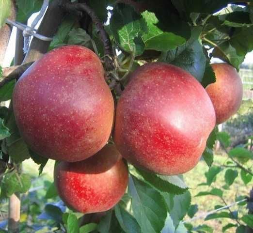 Pflanzen Apfelbaum Roter Boskoop 7,5 L Container