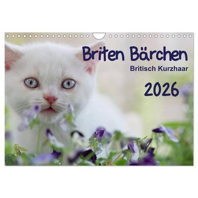 Briten Bärchen – Britsch Kurzhaar 2026 (Wandkalender 2026 DIN A4 quer), CALVENDO Monatskalender
