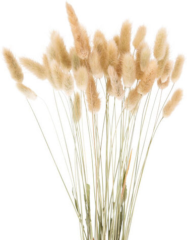Lagurus-Gras, natur, 50–60 cm, 35–45 Stück