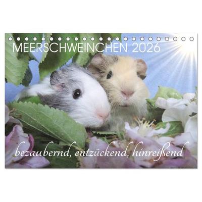 Meerschweinchen 2026 - bezaubernd, hinreißend, entzückend (Tischkalender 2026 DIN A5 quer), CALVENDO Monatskalender