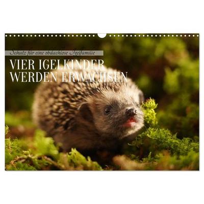 Schutz für eine obdachlose Igelfamilie - Vier Igelkinder werden erwachsen. (Wandkalender 2026 DIN A3 quer), CALVENDO Monatskalender
