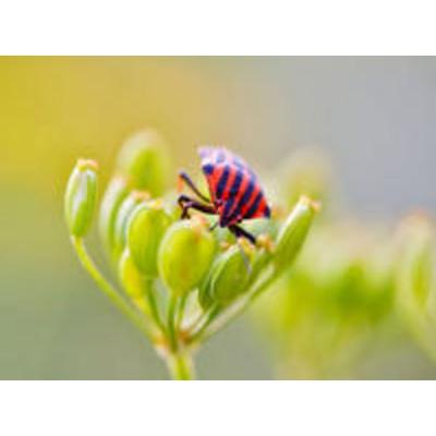 CALVENDO Puzzle Rote Streifenwanze | 2000 Teile Lege-Größe 90x67cm Foto-Puzzle für glückliche Stunden