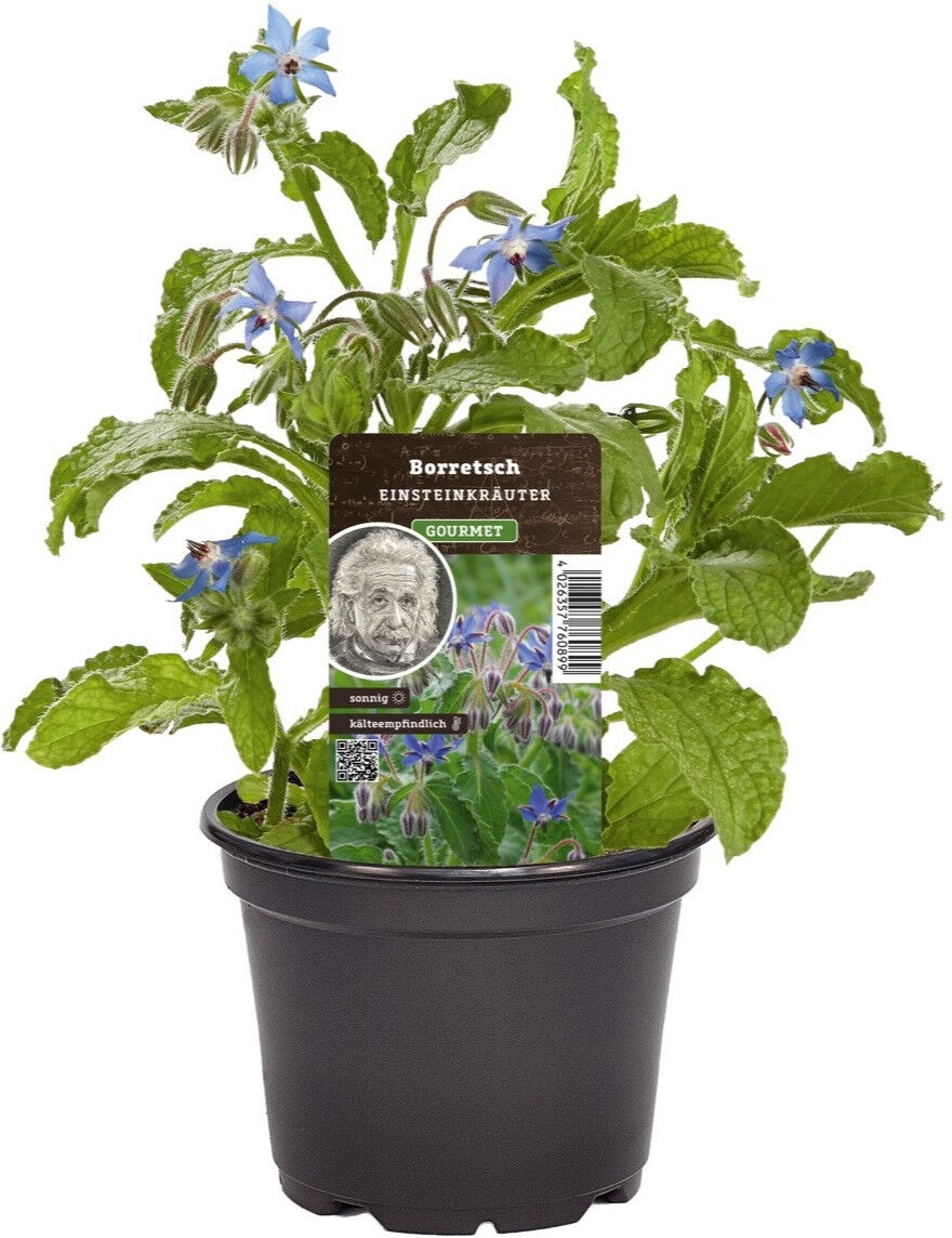 Pflanzen Einsteinkräuter Borretsch Gurkenkraut 12 cm Topf