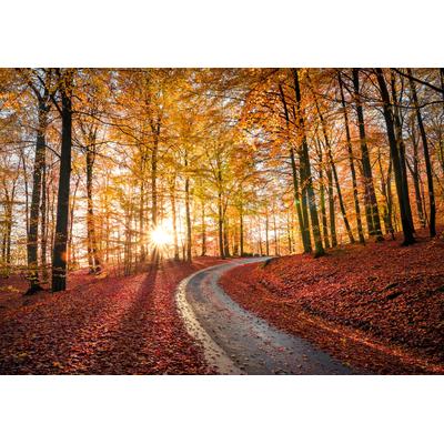 Fototapete PAPERMOON "CHRISTIAN LINDSTEN, STRAßE IN SAPTERAYSEN NATIONALPARK, SCHWEDEN", bunt, B:4,5m L:2,8m, Vlies, Tapeten