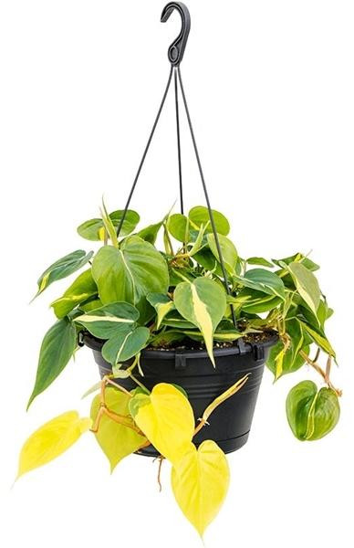 Baumfreund Philodendron scandens Brasil hangplant