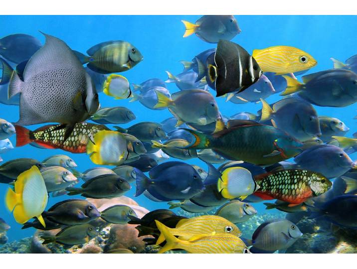 Papermoon Fische