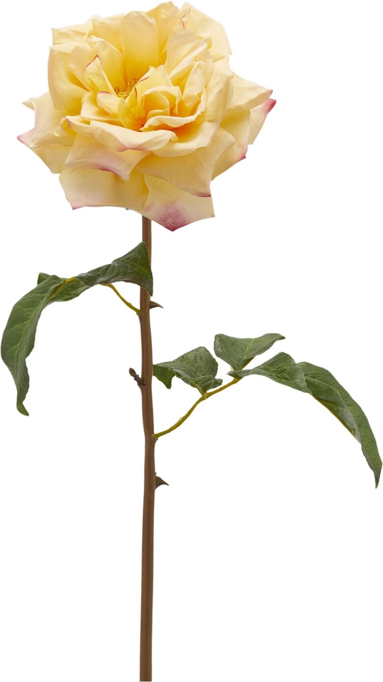 Edg Rose Hellgelb H: 50 cm  Hellgelb