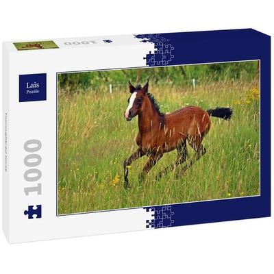 Lais Puzzle Thoroughbred Horse 1000 Teile