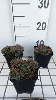 6 x Sempervivum hybride Feldmaier Huislook in pot van 9 x 9 cm van GRDplanten