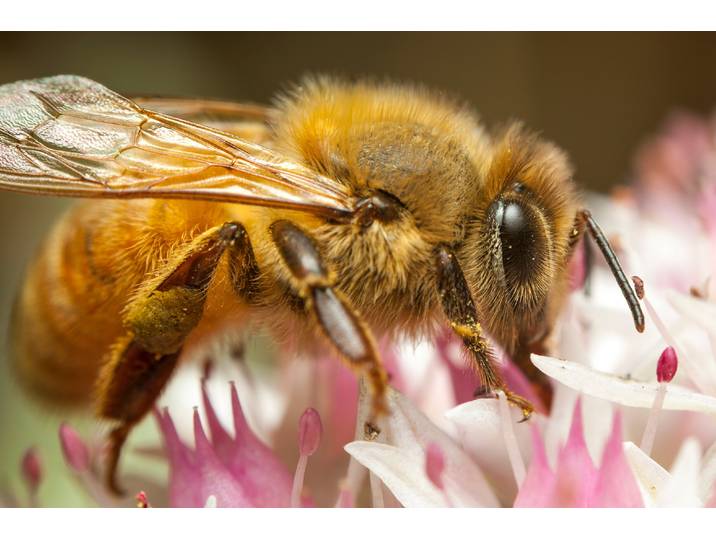 Fototapete PAPERMOON HONIGBIENE-BIENE MAKRO BLÜTENSTAUB BLUME INSEKTE NATUR , bunt, B:2m L:1,49m, Vlies, Tapeten, Fototapete