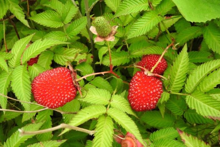 Pflanzen Stadt Ernte Bio Erdbeer-Himbeere Rubus illebrocus 2 L Container