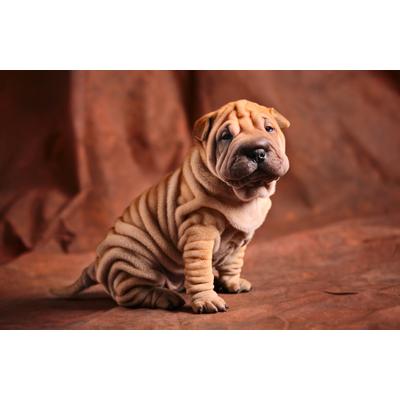 Fototapete PAPERMOON "BULLDOG-TIERE HUND BULLDOGE HUNDE BLUMEN NATUR WANDDEKO", bunt, B:3m L:2,23m, Vlies, Tapeten