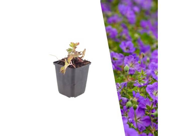 Plants by Frank Geranium Azure Rush, 24x Storchschnabel Pflanzen, Ø 9 cm Storchschnabel 'Azure Rush', Winterhart Mehrjährig, Stauden, Gartenpflanzen, Topf 9 cm, Höhe: 15 cm