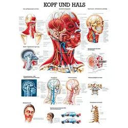 anat. Lehrtafel: Kopf und Hals 70 x 100 cm, Papier