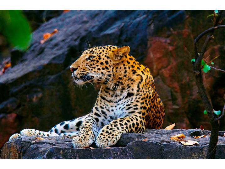 Fototapete PAPERMOON LEOPARD , bunt, B:3m L:2,23m, Vlies, Tapeten, Fototapete