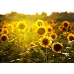 CoverYourDesk, Unterlage, Schreibtischunterlage Sonnenblumenfeld