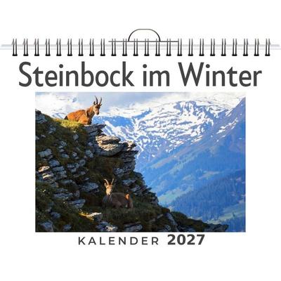 Steinbock im Winter