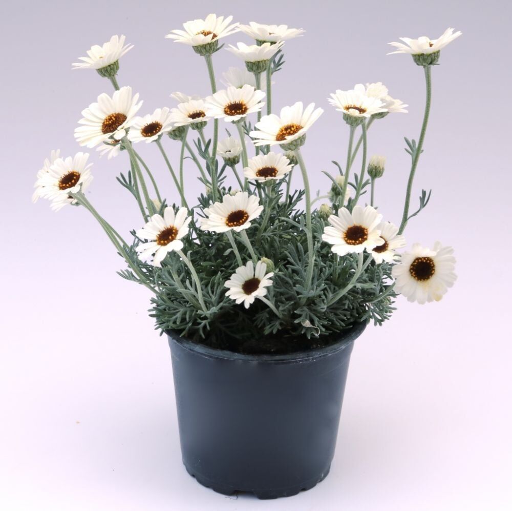 Pflanzen Sunny RockCollection Marokkanische Margerite Rhodanthemum H ca 25 cm 13 cm Topf