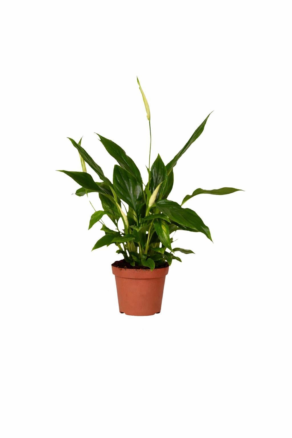 Spathiphyllum Chopin Varenlelie met witte bloemen en decoratief bladerdek, 30 cm