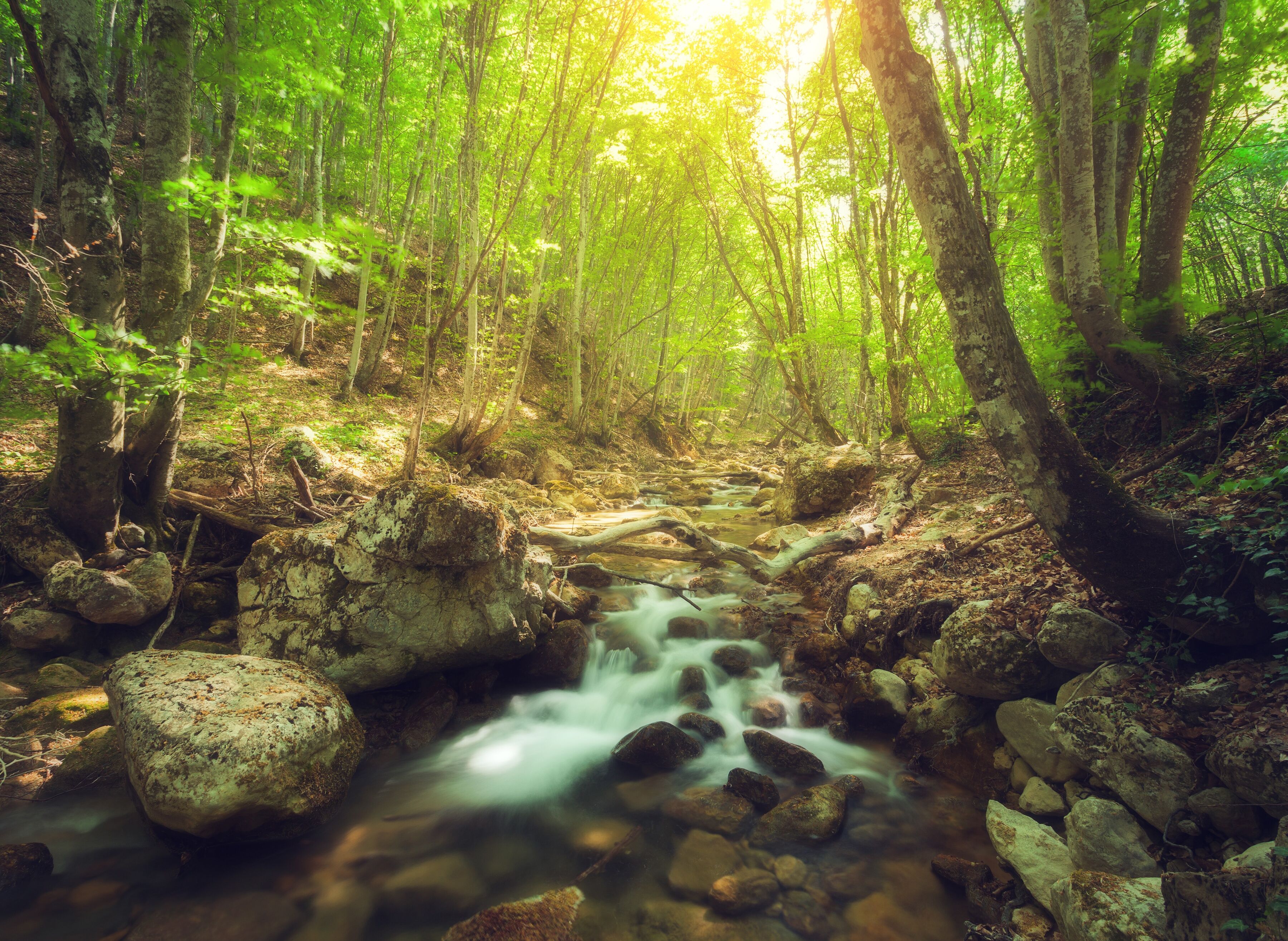 Fototapete PAPERMOON "Forest Creek", bunt, B:3,5m L:2,6m, Vlies, Tapeten, Fototapete bunt B/L: 3,5m x 2,6m, Bahnen: 7 Stk.