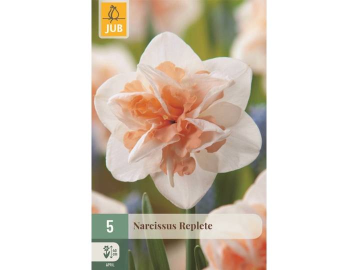 Narcis Replete 5 bollen