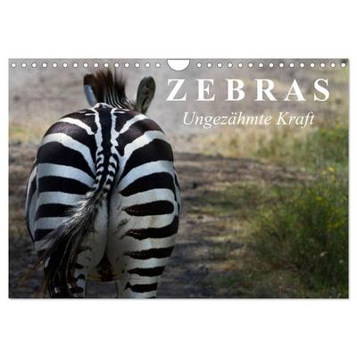 Zebras - Ungezähmte Kraft (Wandkalender 2026 DIN A4 quer), CALVENDO Monatskalender