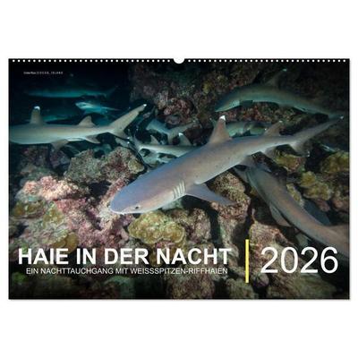 Haie in der Nacht (Wandkalender 2026 DIN A2 quer), CALVENDO Monatskalender