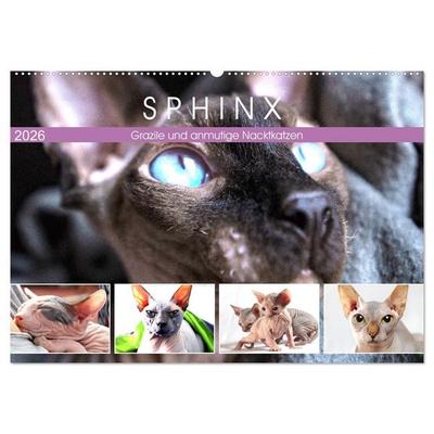 Sphinx. Grazile und anmutige Nacktkatzen (Wandkalender 2026 DIN A2 quer), CALVENDO Monatskalender