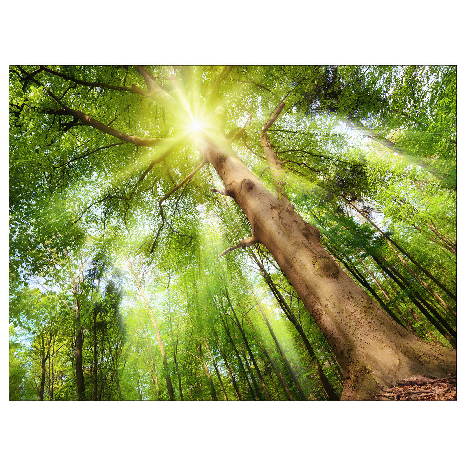 home24 Towards The Sun Canvas Wanddecoratie - Groen/Bruin/Geel - 77 x 57 x 2 cm