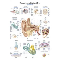 Lehrtafel Das menschliche Ohr  50x70cm