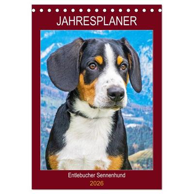 Jahresplaner Entlebucher Sennenhund (Tischkalender 2026 DIN A5 hoch), CALVENDO Monatskalender