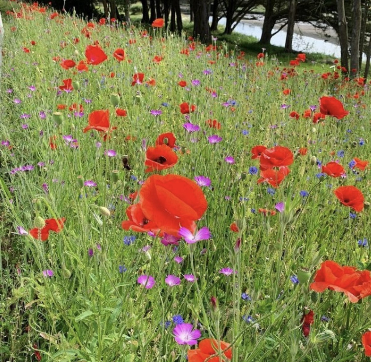 Belgische Sofie Veldbloemen Zaad - 100 gram - Mengsel van korenbloem, klaproos, bolderik, margriet en echte kamille voor 50 m2