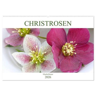 Christrosen (Wandkalender 2026 DIN A2 quer), CALVENDO Monatskalender