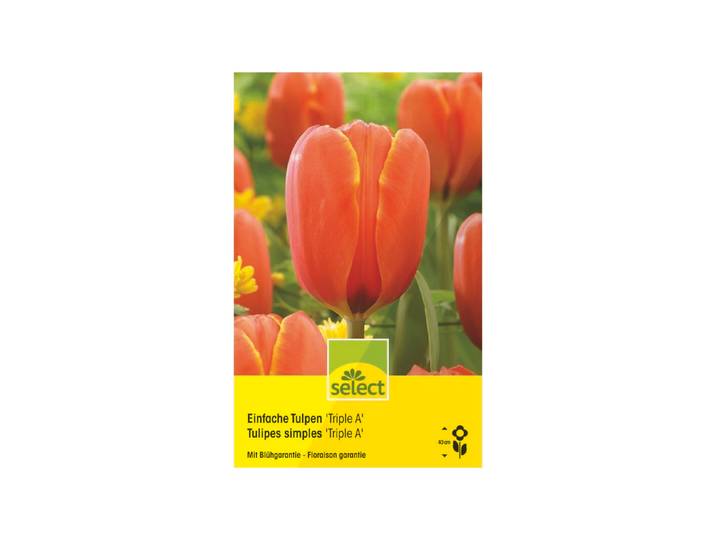 Select Einfache Tulpen Triple A