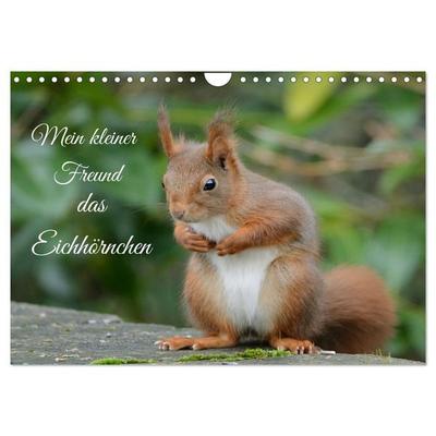 Mein kleiner Freund das Eichhörnchen (Wandkalender 2027 DIN A4 quer), CALVENDO Monatskalender