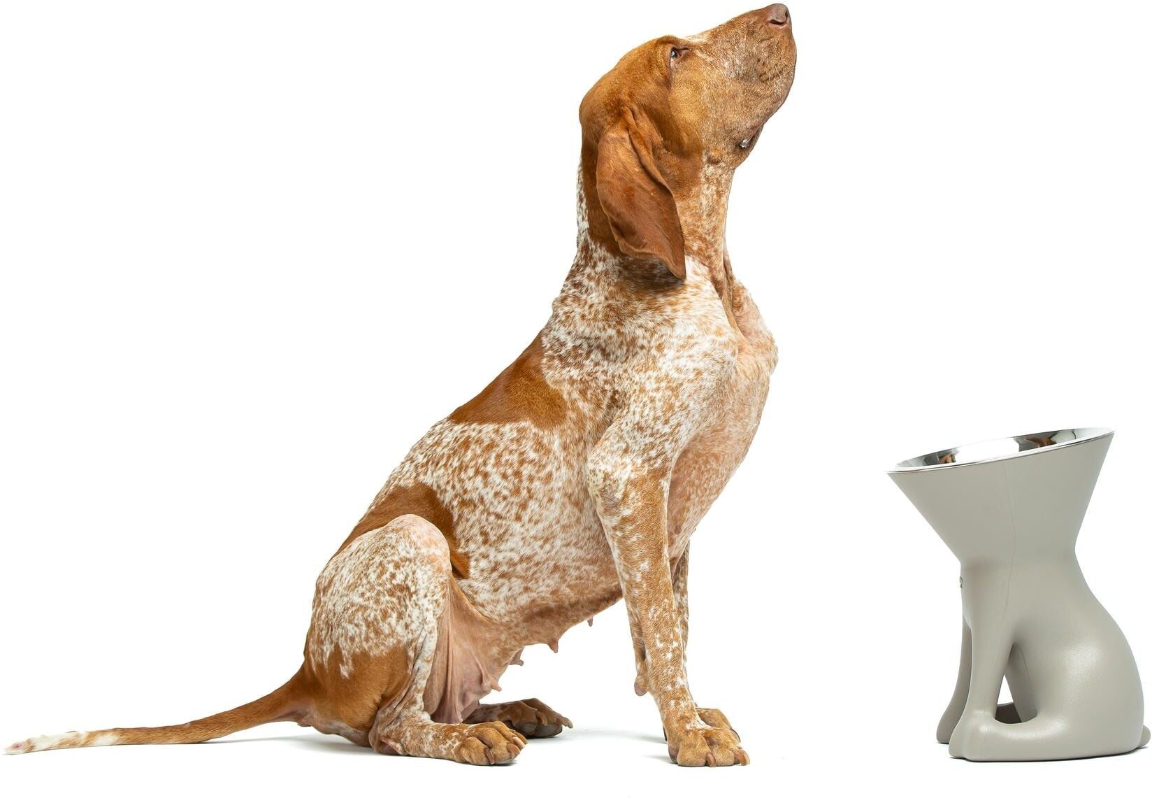 Futternapf "United Pets Hundenapf Elisabeth", beige (grau), H:32cm Ø:24cm, Näpfe, Futternapf, Pflegeleichter Futternapf mit rutschfester Basis grau Einheitsgröße