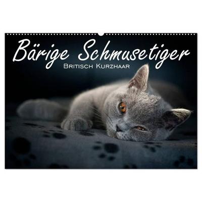 Bärige Schmusetiger - Britisch Kurzhaar / CH-Version (Wandkalender 2027 DIN A2 quer), CALVENDO Monatskalender