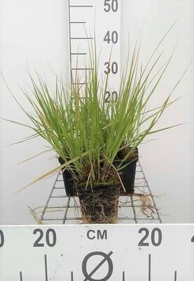 6 x Molinia caerulea Heidebraut pijpenstengelhout, pot van 9 x 9 cm, GRDplanten
