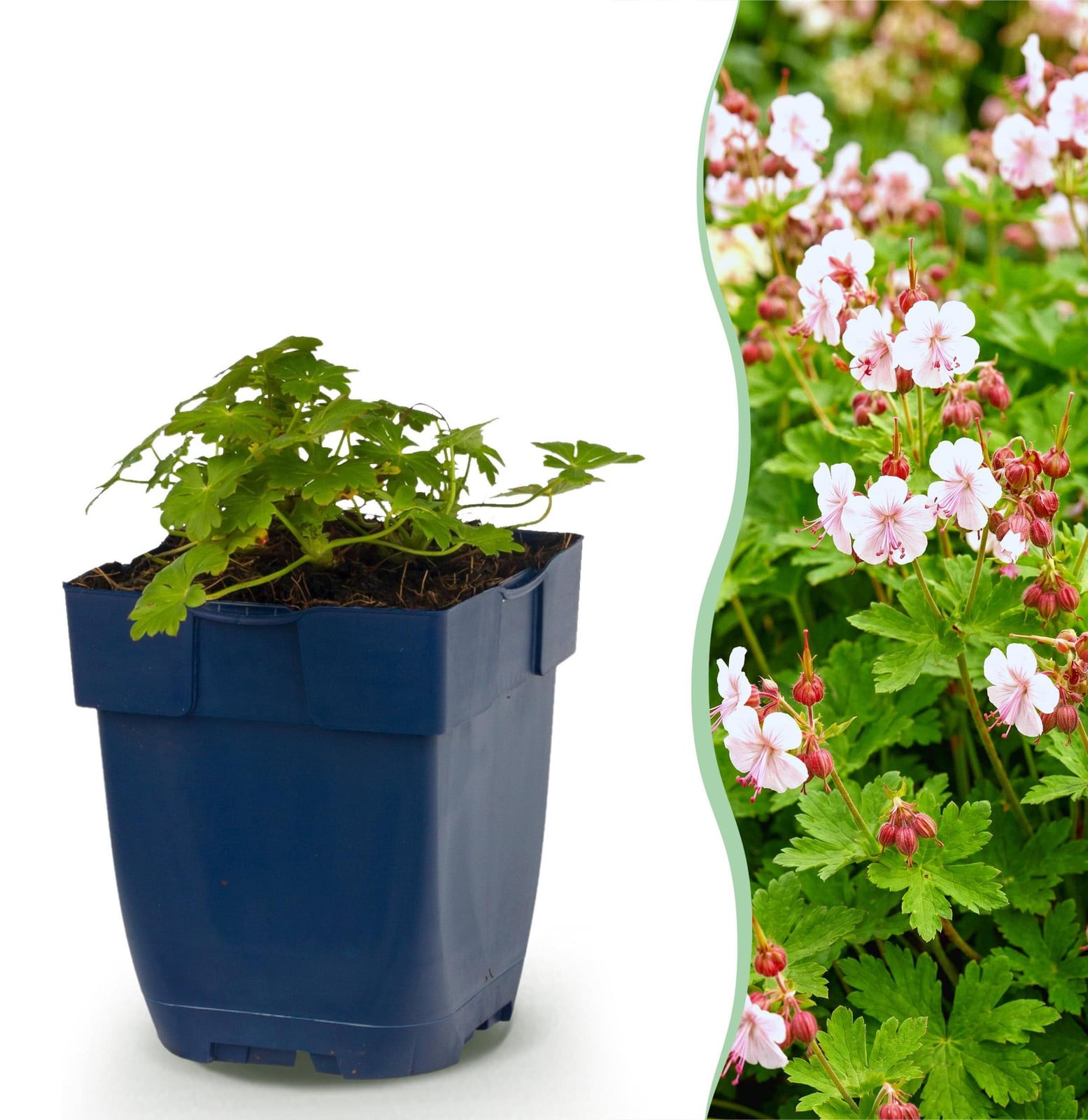 Geranium macrorrhizum Spessart Ooievaarsbek Wit-Roze Bodembedekkende Tuinplant 15-25cm Ø11cm van Pflanzenboutique