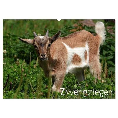 Zwergziegen (Wandkalender 2026 DIN A2 quer), CALVENDO Monatskalender
