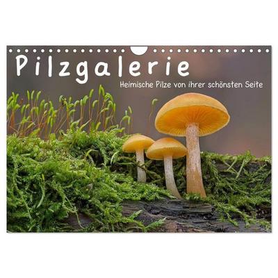 Pilzgalerie - Heimische Pilze von ihrer schönsten Seite (Wandkalender 2027 DIN A4 quer), CALVENDO Monatskalender