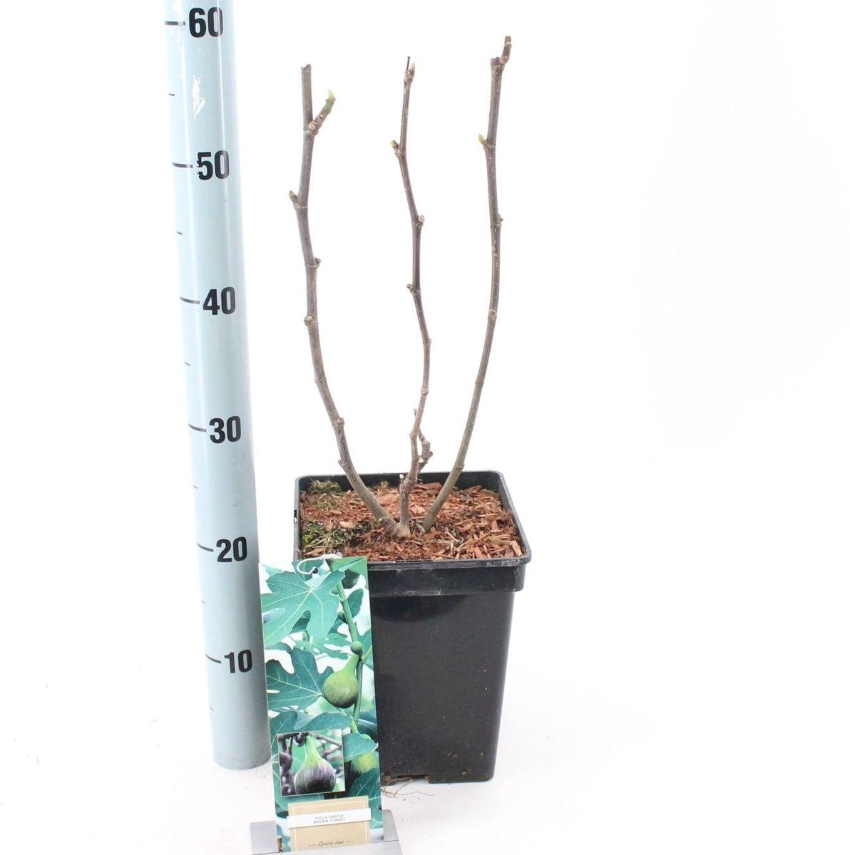 Ficus carica 'Brown Turkey' - Gewone Vijg in pot, 60-70 cm, 5 liter