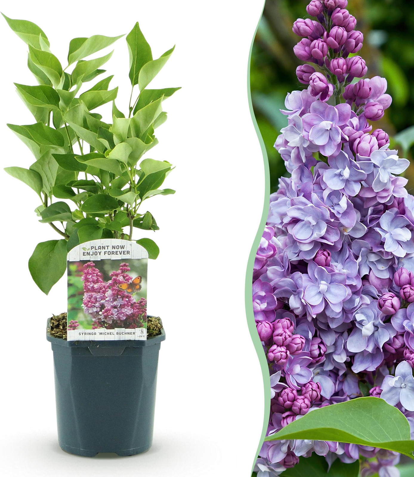 Syringa vulgaris Michel Buchner Gewone Sering Roze Winterhard Tuinplant Pflanzenboutique 35-45cm Ø17cm