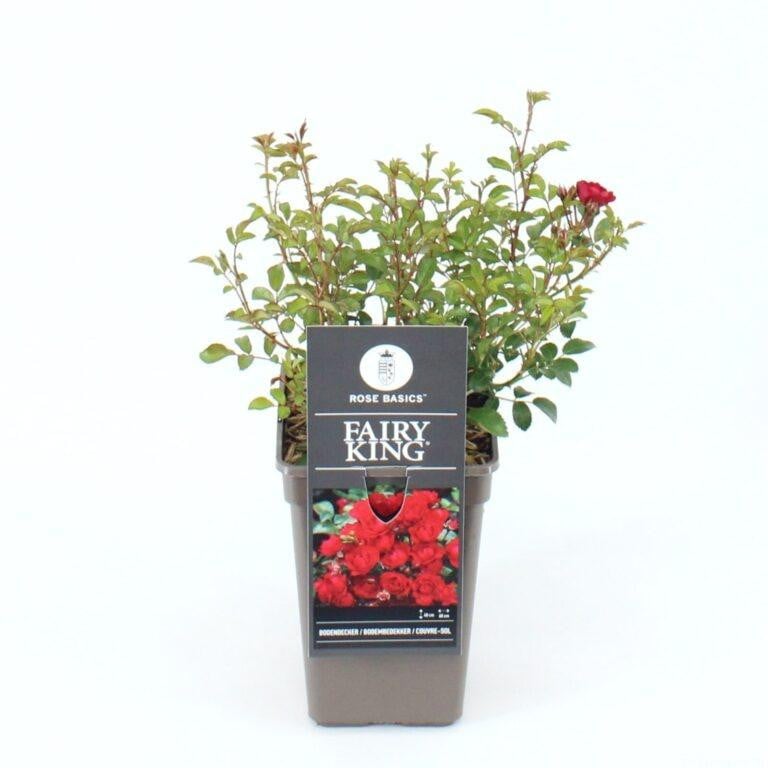 JUNAVERA Bodembedekkende roos Rosa 'The Fairy' struikroos, gemixte kleuren, 14 cm pot