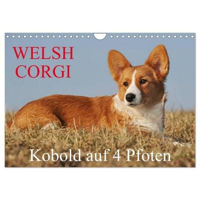 Welsh Corgi - Kobold auf 4 Pfoten (Wandkalender 2027 DIN A4 quer), CALVENDO Monatskalender
